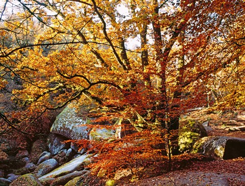 Framed Autumn in Huelgoat Forest, Brittany, France Print