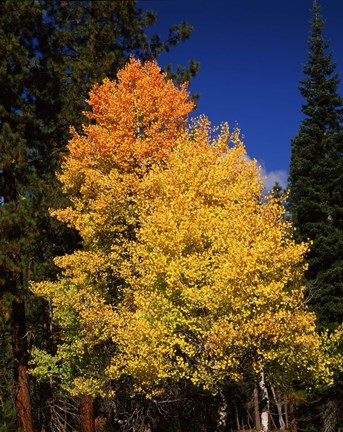 Framed Ponderosa pine with Aspen and Fir trees in autumn, Crater Lake National Park, Oregon, USA Print
