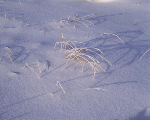 Framed Snow covered grass on South Rim, Crater Lake National Park, Oregon, USA Print