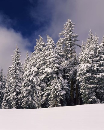 Framed Snow Covered Western Hemlock and Fir Trees on Munson Ridge, Crater Lake National Park, Oregon Print