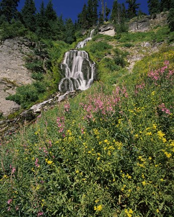 Framed Fireweed at Vidae Falls, Crater Lake National Park, Oregon, USA Print