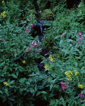 Framed Castle Crest Wildflower Garden Trail, Munson Creek, Crater Lake National Park, Oregon Print