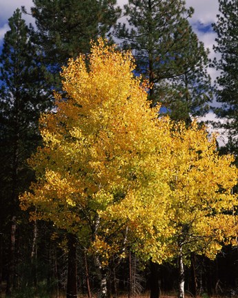 Framed Aspen and Ponderosa pine trees in autumn, Crater Lake National Park, Oregon, USA Print