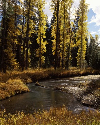 Framed Cottonwood trees along Annie Creek Canyon Trail, Crater Lake National Park, Oregon, USA Print