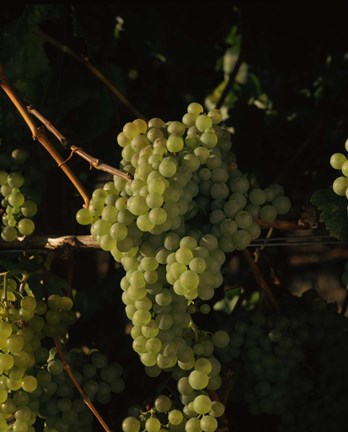 Framed Grapes in a Viineyard, Carneros Region, California Print