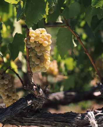 Framed Chardonnay Grapes in Vineyard, Carneros Region, California Print