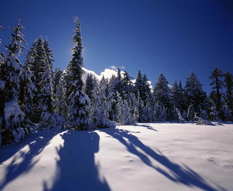 Framed Sunrise through snow covered fir trees at South Rim, Crater Lake National Park, Oregon, USA Print