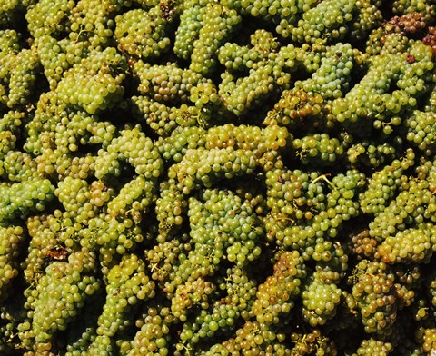 Framed Grapes in a vineyard, Domaine Carneros Winery, Sonoma Valley, California, USA Print