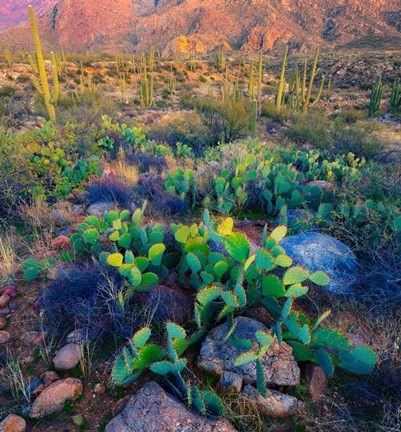 Framed Prickly pear and saguaro cacti, Santa Catalina Mountains, Oro Valley, Arizona, USA Print