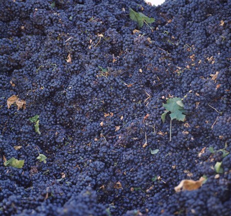 Framed Cabernet Sauvignon Grapes in Vineyard, Wine Country, California Print