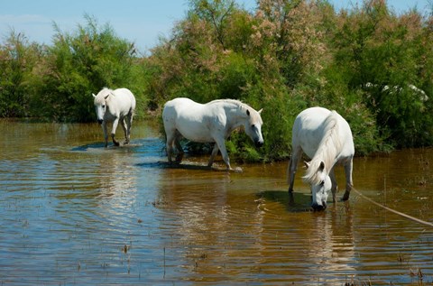 Framed Three Camargue white horses in a lagoon,  Camargue, Saintes-Maries-De-La-Mer, Provence-Alpes-Cote d&#39;Azur, France Print