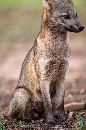 Framed Close-up of a Crab-Eating fox, Three Brothers River, Meeting of the Waters State Park, Pantanal Wetlands, Brazil Print