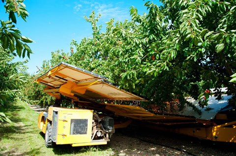 Framed Mechanical Harvester dislodging Cherries into large plastic tub, Provence-Alpes-Cote d&#39;Azur, France Print