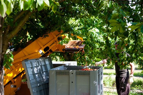 Framed Cherry Harvester, Cucuron, Vaucluse, Provence-Alpes-Cote d&#39;Azur, France Print