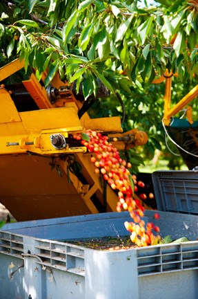 Framed Harvesting Cherries, Cucuron, Vaucluse, Provence-Alpes-Cote d&#39;Azur, France Print