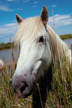 Framed Close up of White Camargue Horse, Camargue, Saintes-Maries-De-La-Mer, Provence-Alpes-Cote d&#39;Azur, France Print