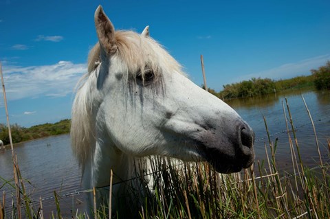 Framed White Camargue Horse with Head over Fence, Camargue, Saintes-Maries-De-La-Mer, Provence-Alpes-Cote d&#39;Azur, France Print