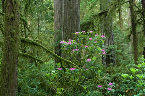 Framed Redwood trees and Rhododendron flowers in a forest, Jedediah Smith Redwoods State Park, Crescent City, California Print