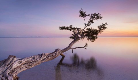 Framed Water Tree XV Print