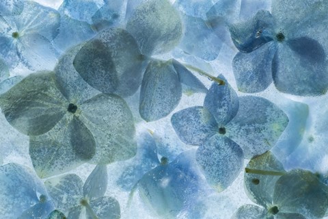 Framed Flores en Hielo II Print