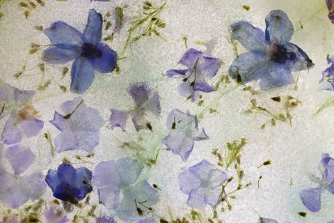 Framed Flores en Hielo III Print