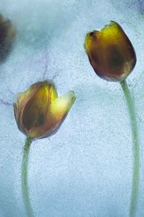 Framed Flowers on Ice-10 Print