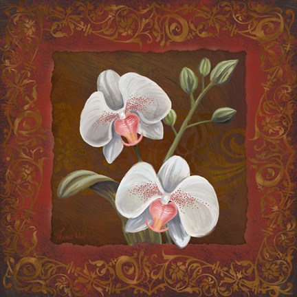 Framed Orchid Study II Print
