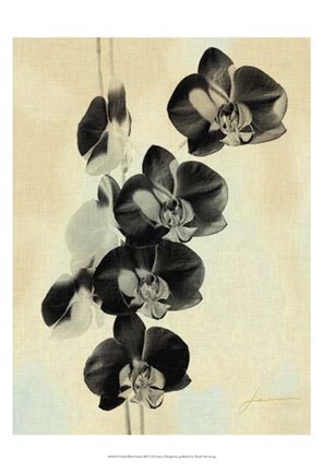 Framed Orchid Blush Panels III Print