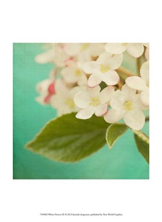 Framed White Flowers IX Print