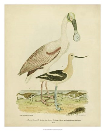 Framed Antique Spoonbill &amp; Sandpipers Print