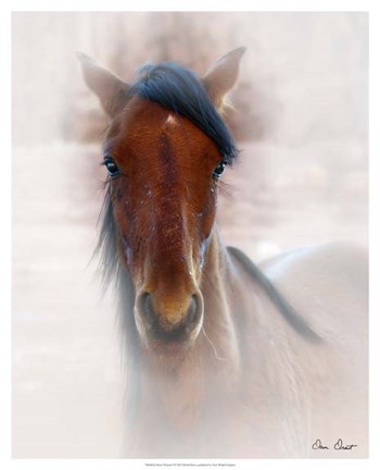 Framed Horse Portrait I Print