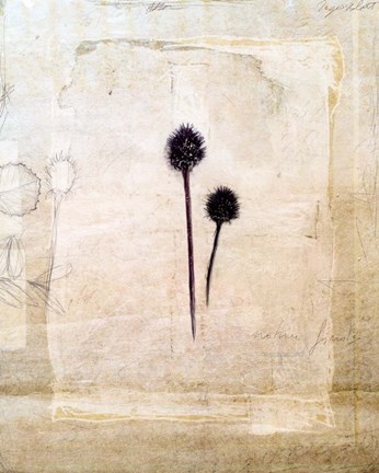 Framed Herbarium IV Print