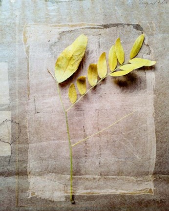 Framed Herbarium V Print