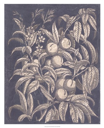 Framed Vintage Fruit &amp; Floral II Print