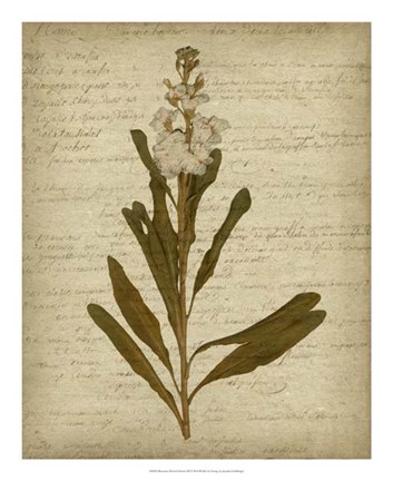 Framed Romantic Pressed Flowers III Print