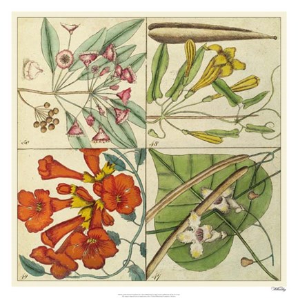 Framed Catesby Botanical Quadrant III Print