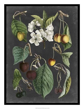 Framed Orchard Varieties II Print