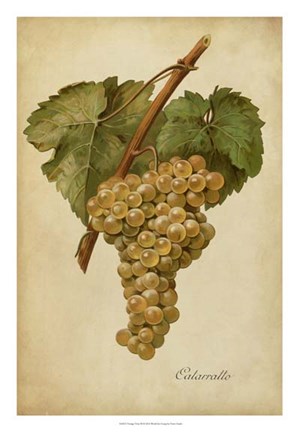 Framed Vintage Vines III Print