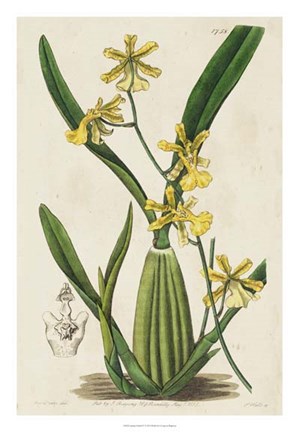 Framed Spring Orchid IV Print