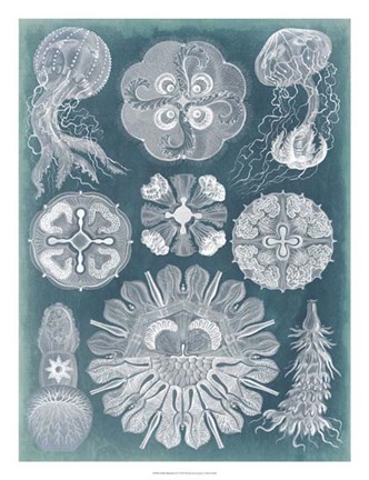 Framed Sealife Blueprint IV Print