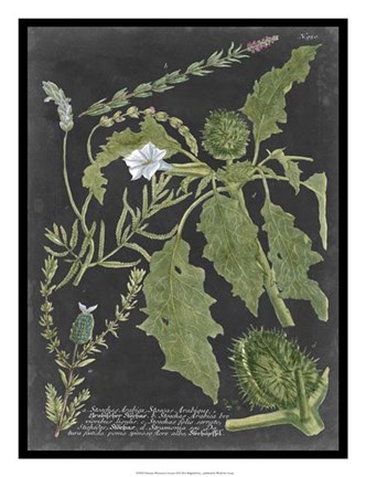 Framed Dramatic Weinmann Greenery II Print