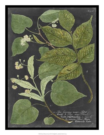 Framed Dramatic Weinmann Greenery III Print