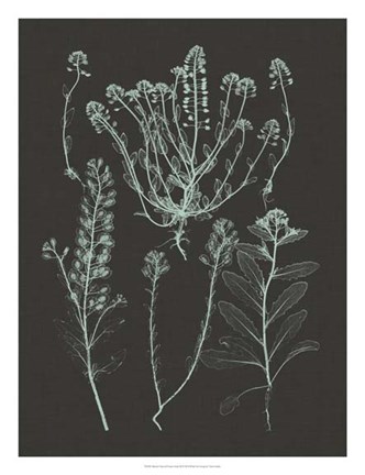 Framed Mint &amp; Charcoal Nature Study III Print