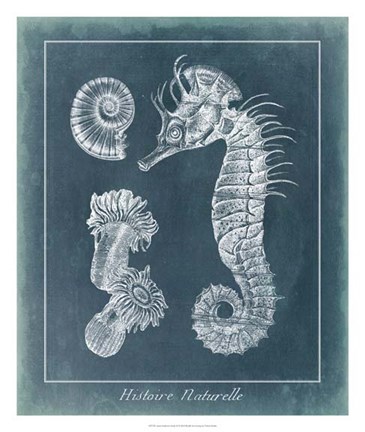 Framed Azure Seahorse Study II Print