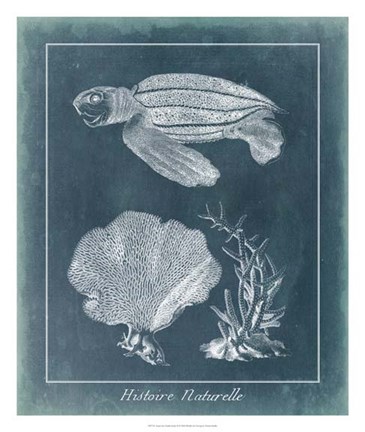 Framed Azure Sea Turtle Study II Print