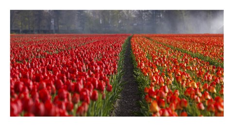 Framed Dutch Tulip Field Print