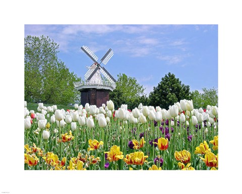 Framed Dutch Tulip Field And Windmill Print