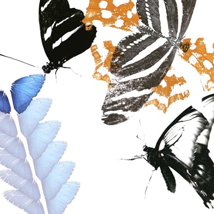 Framed Butterfly Inflorescence II Print