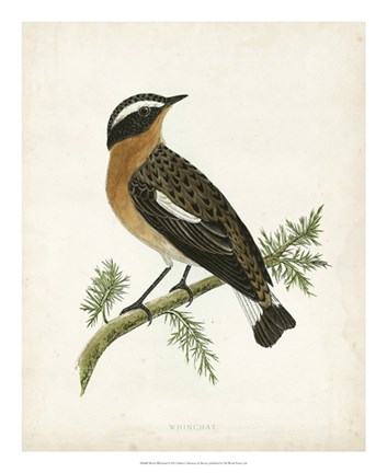 Framed Whinchat Print