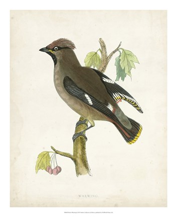 Framed Waxwing Print